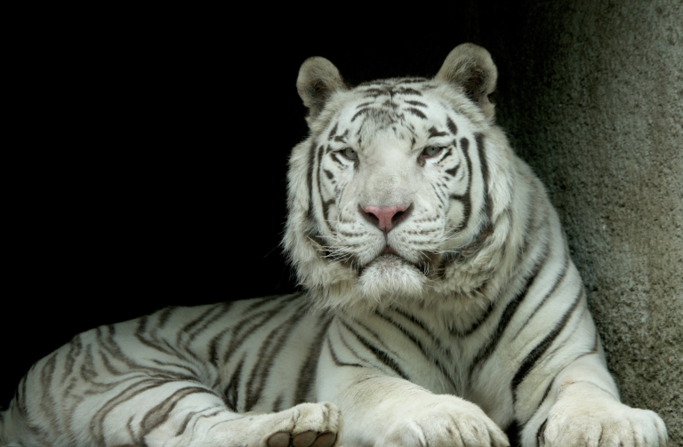 Bílý tygr Paris